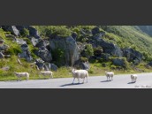 Får, en tacka med 4 lamm går efter en väg på Andöya i Nordnorge, Norge på sommaren.
