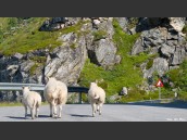 Tre får som går och springer på väg med varningskylt för rasrisk på Andøya (Andöya).
