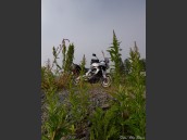 Höga gröna växter, t.ex. rallarrosor, framför grå motorcykel av märket Kawasaki Versys med grå och dimmig himmel i bakgrunden.